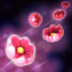 Maya Toxic Pollen